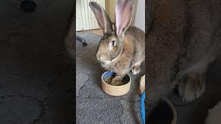 Flemish Giant Rabbit Marking His Territory