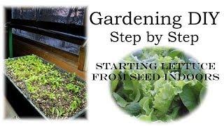 How to Plant Lettuce from Seed