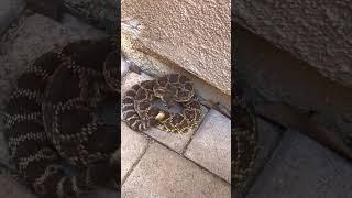 Dog saves blind man from Rattlesnake 