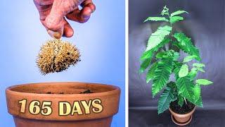 Growing Chestnut Tree From Seed Time Lapse (165 Days)