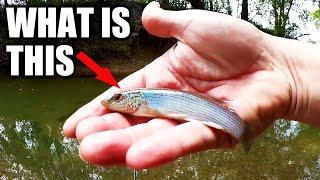 Mystery Fish Caught in a Creek by Realistic Fishing! (Creek Fishing)