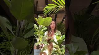 #комнатныерастения #фитодизайн #озеленение