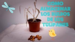 Como Recuperar y Almacenar los Bulbos de los Tulipanes