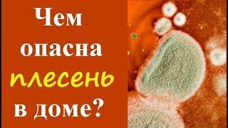 Чем опасна плесень в доме для человека?