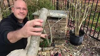 Japanese Maple Hardwood propagation - new method experiment - WAX seal on BIG cuttings!!