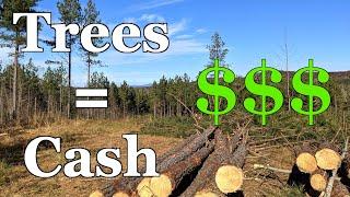 Make Money From Your Trees! - Timber Company Clearcut Our Property - See How Much We Got Paid!