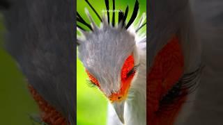 The Killer Queen - Secretary Bird #shorts #secretarybird