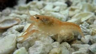 5-week old Mexican Orange Dwarf Crayfish babies
