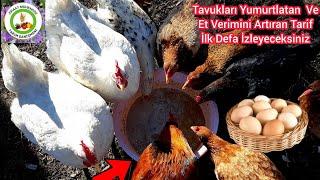 Bu Sırrı Öğrendikten Sonra Tavuklara Başka Yem VermeyeceksinzBUNU Verin Yumurta Verimi %100 Artacak