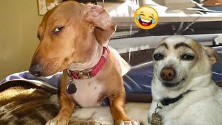 The Funniest Animal Videos of 2024  Funny Dogs and Cats Make You Unable To Stop Laughing