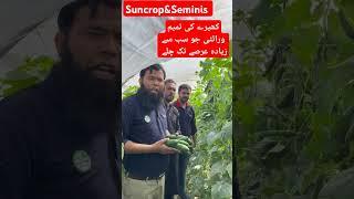 سن کراپ&سیمینیز| #agriculture #cucumberfarming #vegetablefarming #suncrop @Abidaliagrarian