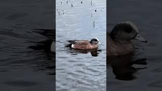 American Wigeon Duck