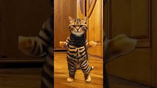 CAT Dance #cat #cute #short #pet #pets #dancevideo #music #dance