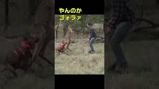 愛犬を守るためにカンガルーを殴る飼い主　パンチ・ボクシング　Kangaroo punch #Shorts