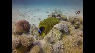 Diving Makadi Bey Red Sea