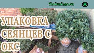 Упаковка сеянцев ели голубой 2-х летка,туя Колумна колоновидная 4- х летка.