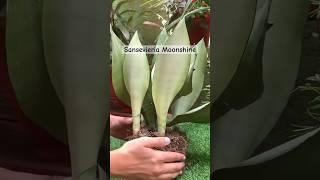 Snake plant propagation| Sansevieria Moonshine🪴#gardening #propagation