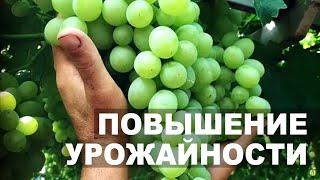 Как повысить урожайность винограда с женским типом цветка? Сорт Кеша.