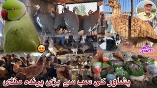 Birds Largest Market In Peshawar New Updates 2025 | Pigeon Price | Khyber Social Tv