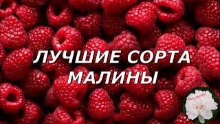 Лучшие сорта малины