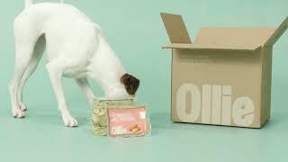 What’s in the Ollie Box? Unboxing Our Fresh Dog Food