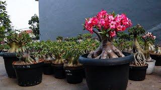 How to care for adenium plants so that they always bloom. Desert Rose Bonsai.