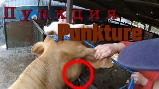 Пункция образования в области головы у коровы. Puncture of the head of a cow.