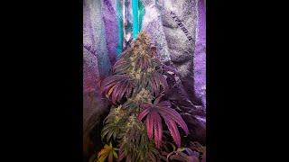 Cannabis Gardening Short