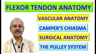 #Flexor tendon anatomy Complete