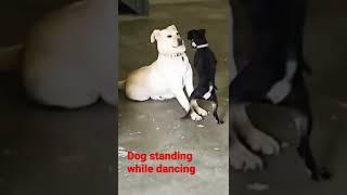 Dog standing while dancing #shorts