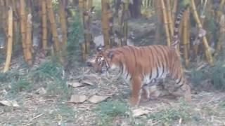 Tiger in jungle