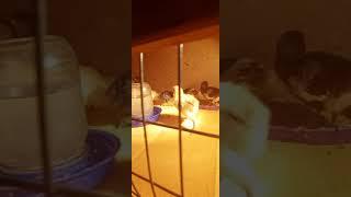 цыплята суточные  Амераукана и Орпингтоны