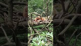 Funny red panda #Cute animals #красная панда #милые животные