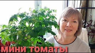 Мини томаты. Балконное ЧУДО.Как выращиваю, подкармливаю, формирую.Список моих ТОМАТОВ.