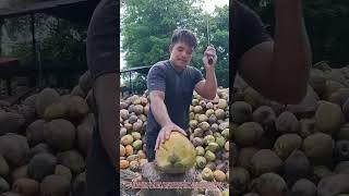 "Blade Mastery – Farmer Skillfully Splits Leaves with Machete for Crop Health"