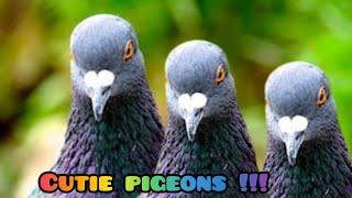 Funny PIGEONS  !!!