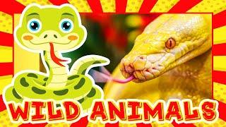 WILD ANIMALS Names & Sounds | Learn with FlashCard & Real Animal Videos | Kids Learning Video