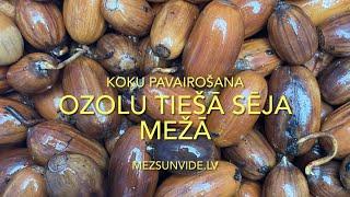 Ozolu pavairošana mežā ar tiešo sēju