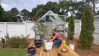 Repotting my lemon tree, planting a hibiscus tree, and repotting lisianthus