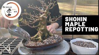 Shohin Repotting (Trident maple) | The Bonsai Supply