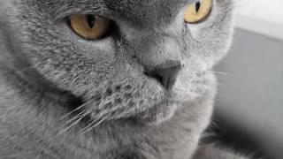 Мой кот часть 2