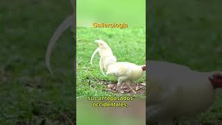 Los gallos KELSOS #gallos #galleros #rooster #gallosfelices