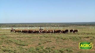 AgroTV en Brasil: Un argentino revoluciona la ganadería en Mato Grosso (#775 2018-06-09)