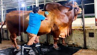 1100 kg Red sindhi bull from Brownie's Ranch