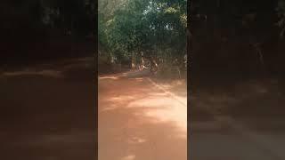 Nacher love animals