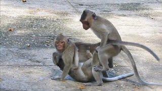 Oh My God....Monkey happy Life free..