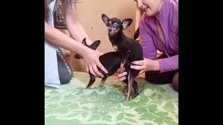 Вязка собак. Что делать, если сука не берёт кобеля в замок?!/  breeding dogs