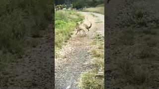 #dog #lebra #lebradog #dogs#dogslover #lizard #ldog vs lizard fight