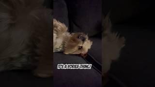 Only a yorkie girl!#yorkiesofyoutube #adoptionjourney #dog #yorkie