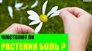 Чувствуют ли растения боль?